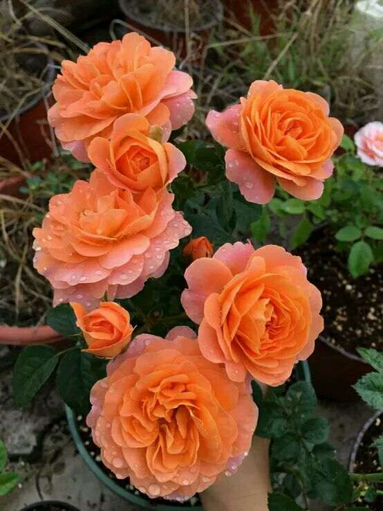 北方室内封闭阳台怎么盆栽月季 图片