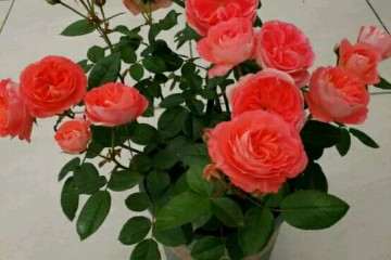 北方室内封闭阳台怎么盆栽月季 图片