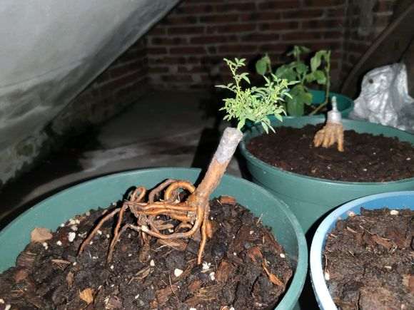 月季下山桩提根盆景 怎么办 求教 图片