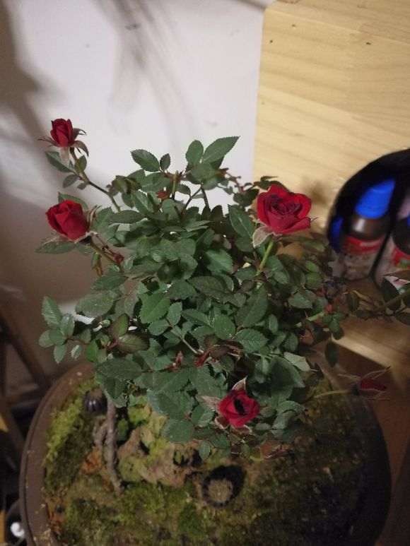 月季下山桩提根盆景 怎么办 求教 图片