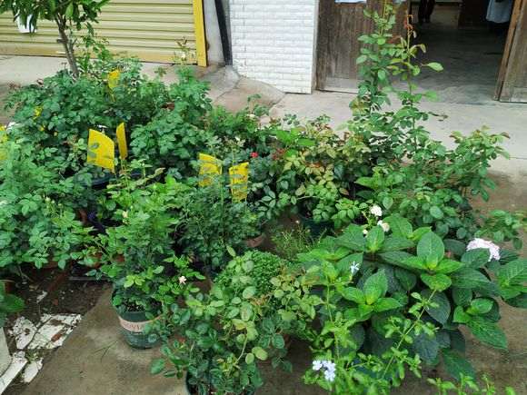 你们有盆栽月季露天养的吗 怎么样 图片