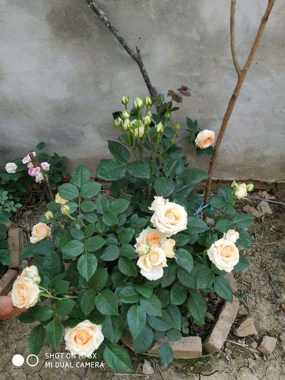 怎么样 月季花都比盆栽大好多 图片