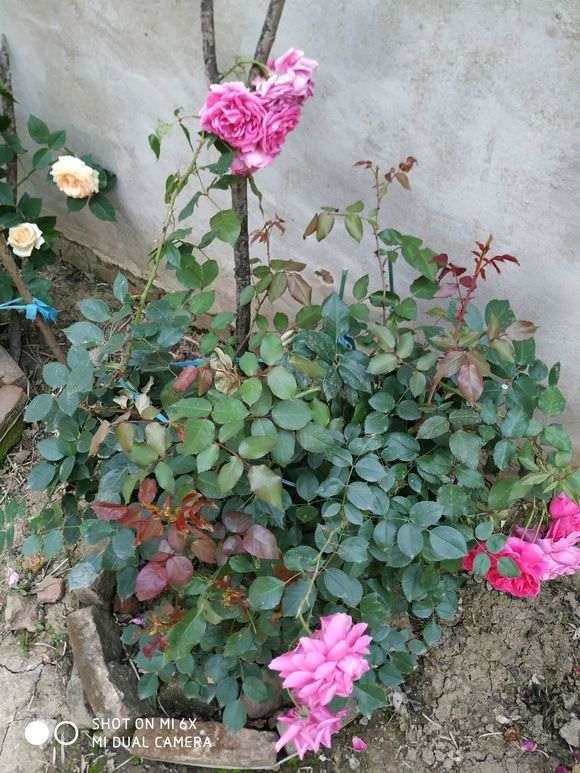 怎么样 月季花都比盆栽大好多 图片