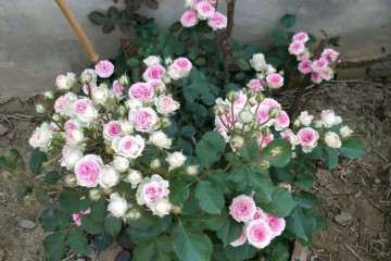 怎么样 月季花都比盆栽大好多 图片