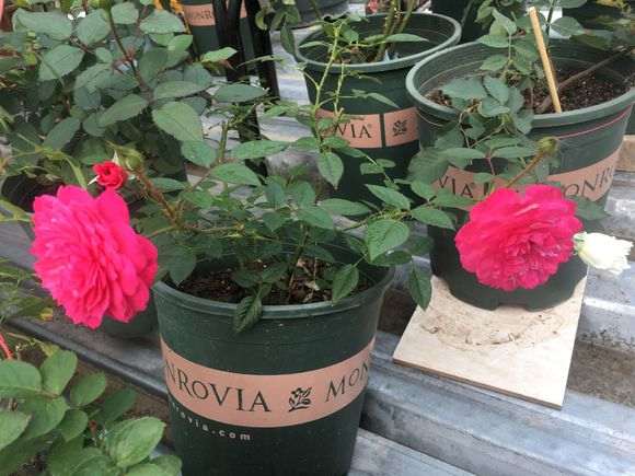 北方内阳台盆栽月季有什么品种 图片