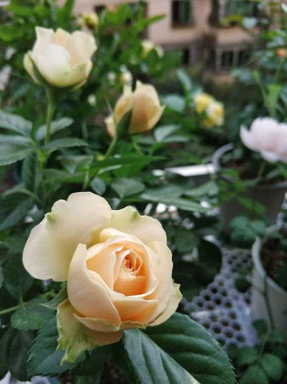 北方内阳台盆栽月季有什么品种 图片