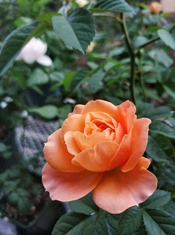 北方内阳台盆栽月季有什么品种 图片