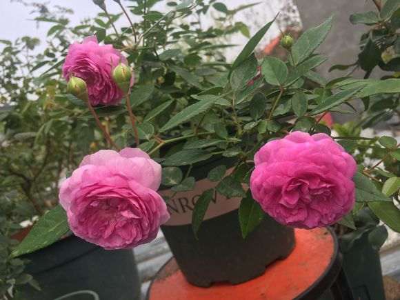 北方内阳台盆栽月季有什么品种 图片