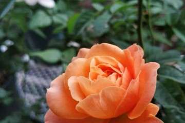 北方内阳台盆栽月季有什么品种 图片