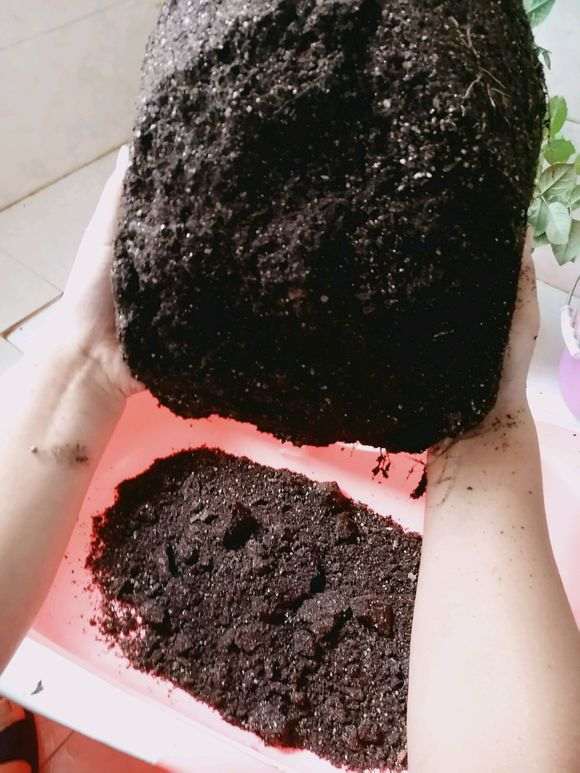 图解 月季盆栽怎么换盆的方法 图片