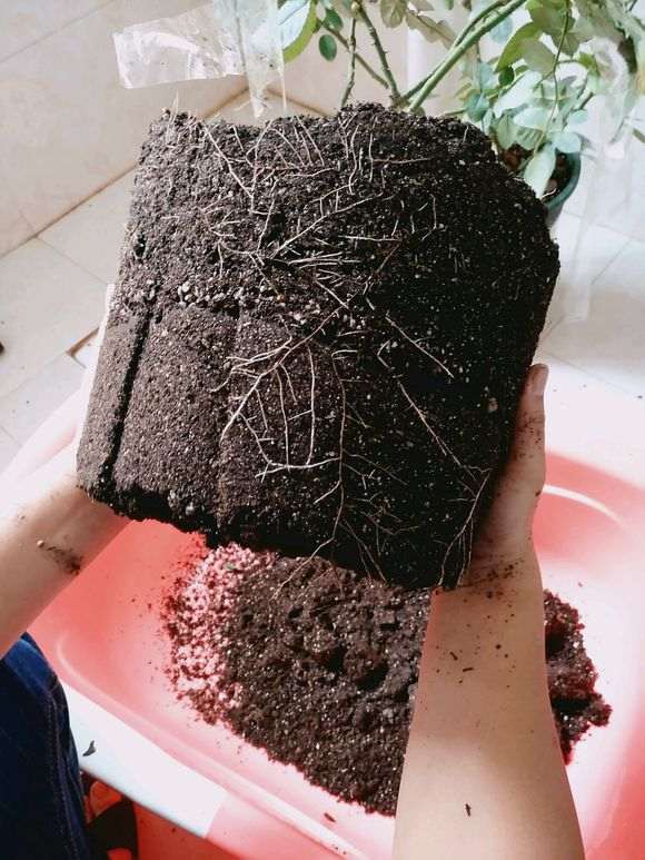 图解 月季盆栽怎么换盆的方法 图片