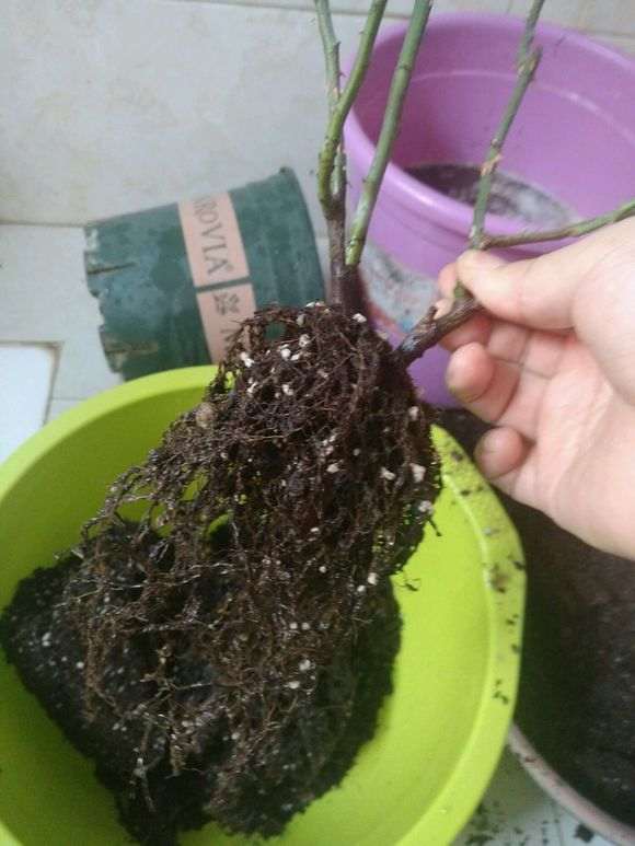 图解 月季盆栽怎么换盆的方法 图片