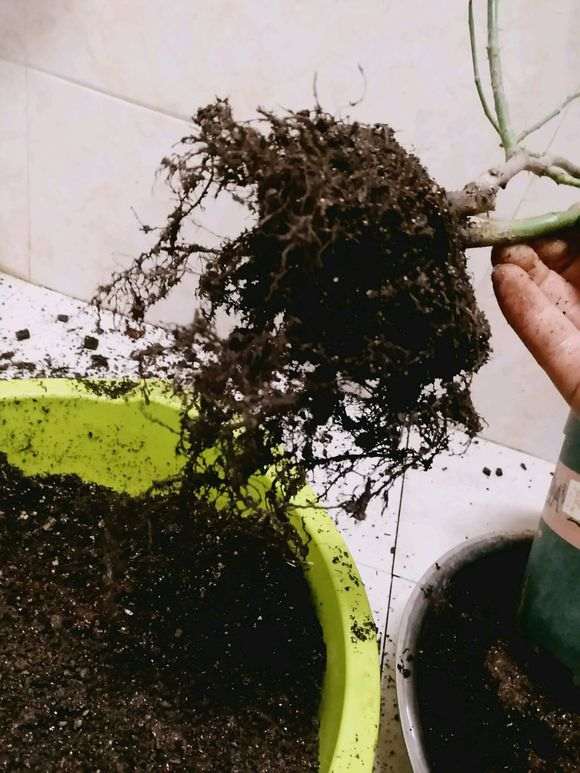 图解 月季盆栽怎么换盆的方法 图片