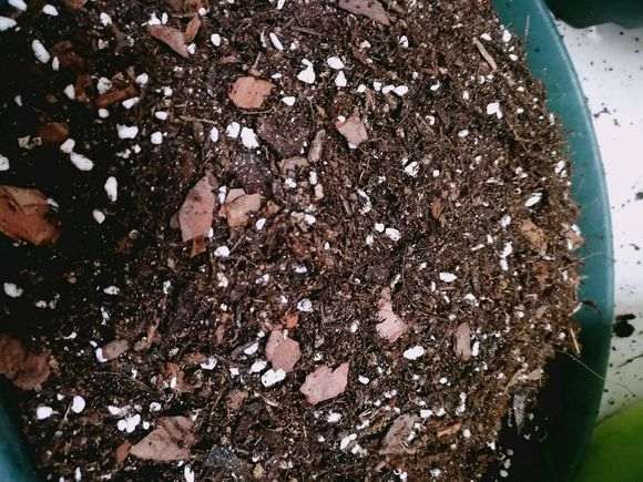 图解 月季盆栽怎么换盆的方法 图片