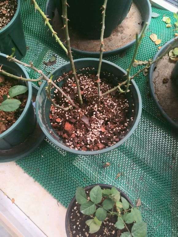 图解 月季盆栽怎么换盆的方法 图片