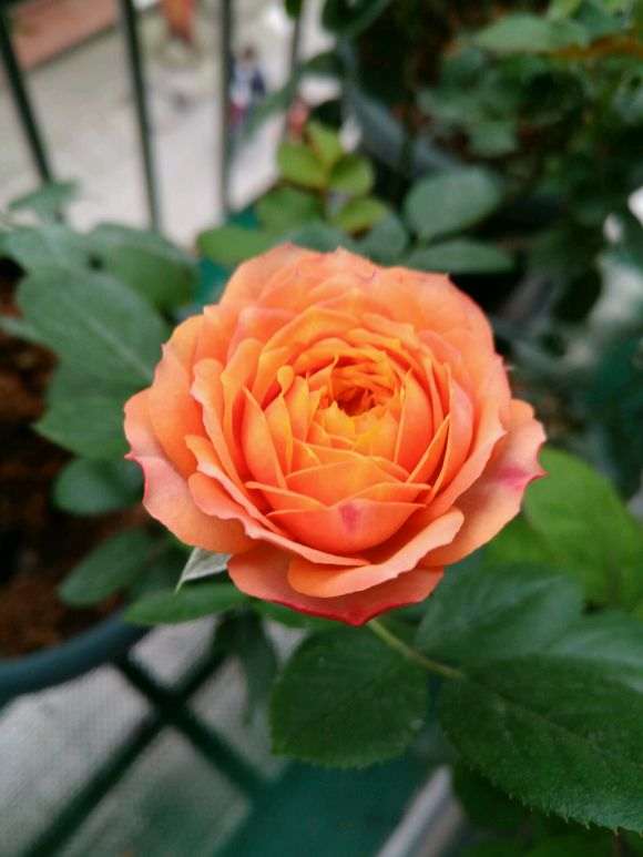 图解 月季盆栽怎么换盆的方法 图片