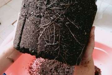 图解 月季盆栽怎么换盆的方法 图片