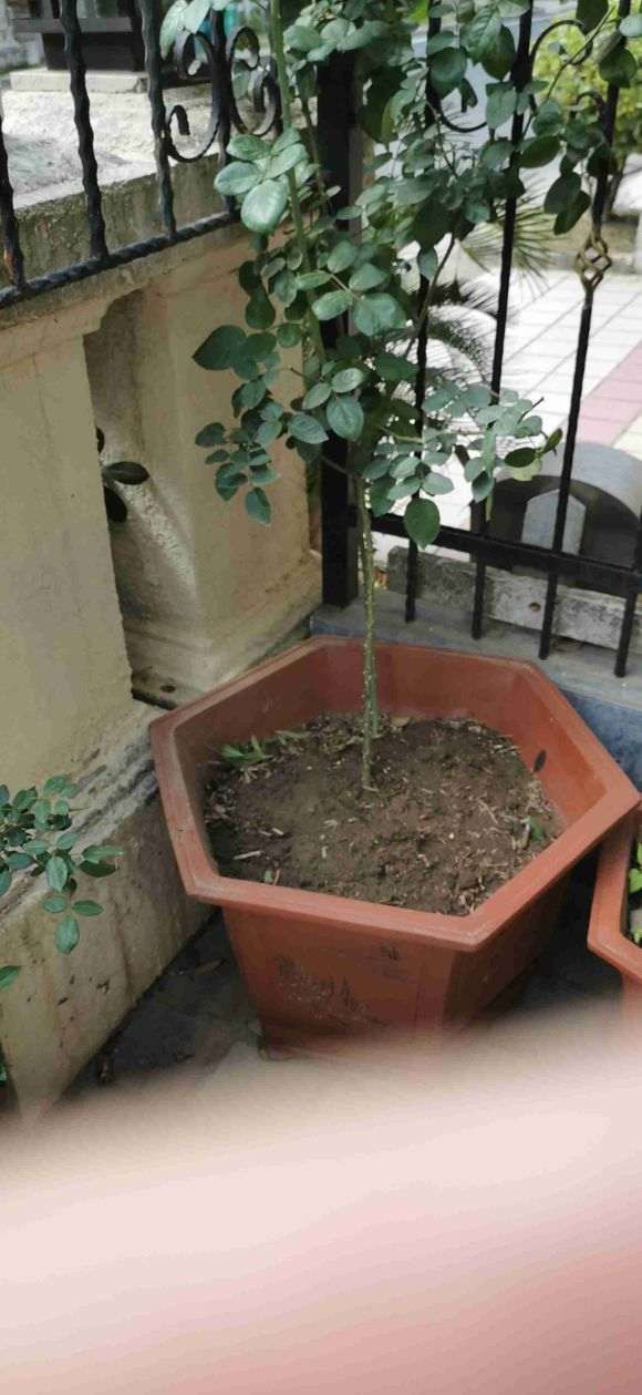 盆栽种的藤本月季可以放鱼肠过冬吗 图片