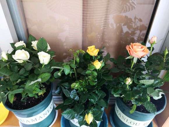 月季盆栽玫瑰 怕养死 怎么办 图片