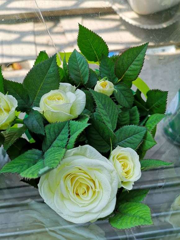 月季盆栽玫瑰 怕养死 怎么办 图片