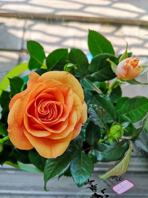 盆栽月季越长越大怎么办 怎么办 图片