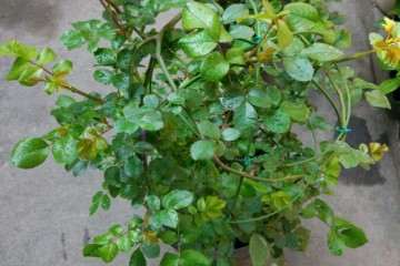 月季盆栽是否要换地栽 怎么办 图片