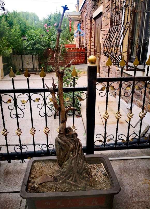 月季盆栽养了12年 死了 怎么办 图片