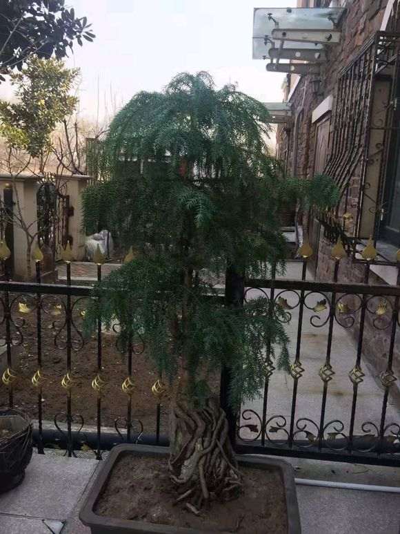 月季盆栽养了12年 死了 怎么办 图片