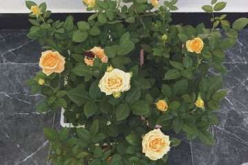 切花月季可以盆栽吗 怎么制作 图片