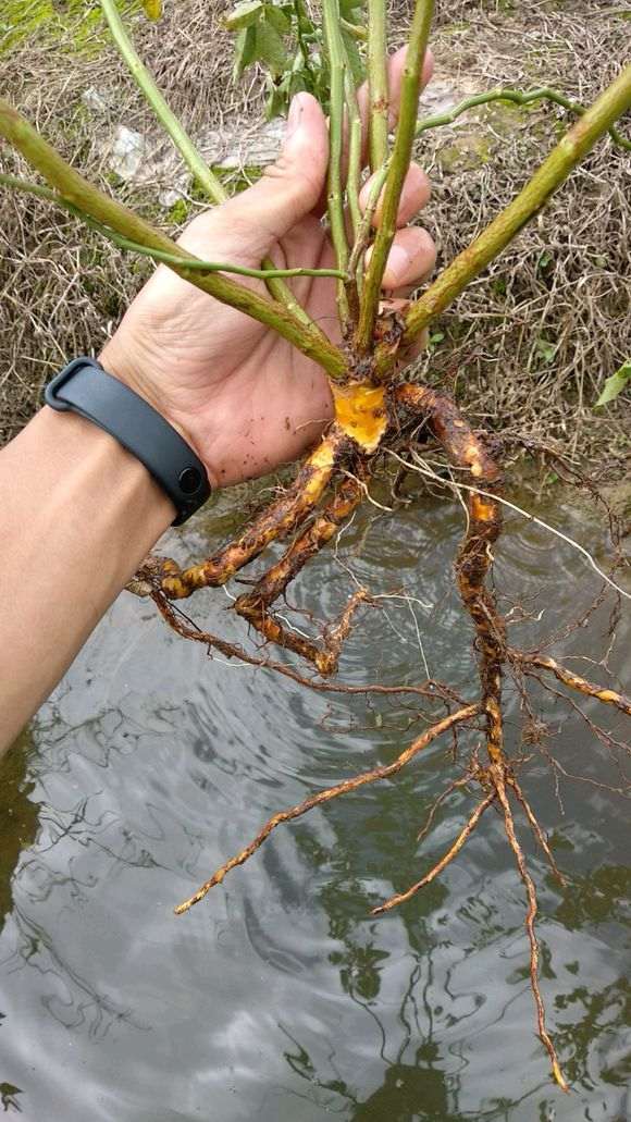 为什么月季盆栽不能用扦插的根接 图片