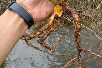 为什么月季盆栽不能用扦插的根接 图片