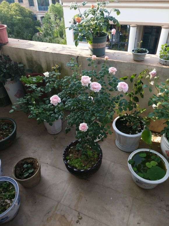 瑞典女王月季适合盆栽吗 怎么样 图片