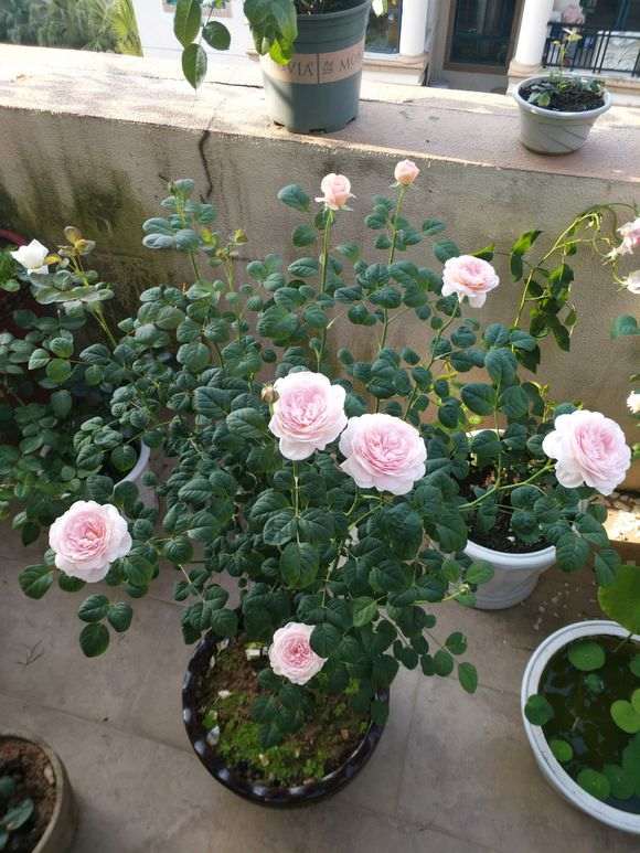 为什么月季盆栽不适合放卧室 图片