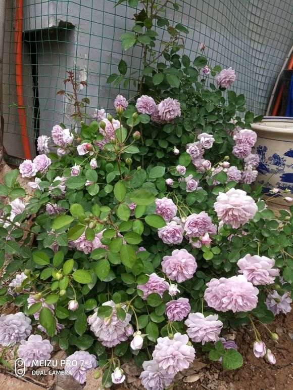 为什么月季盆栽挺耐寒 冬天没问题