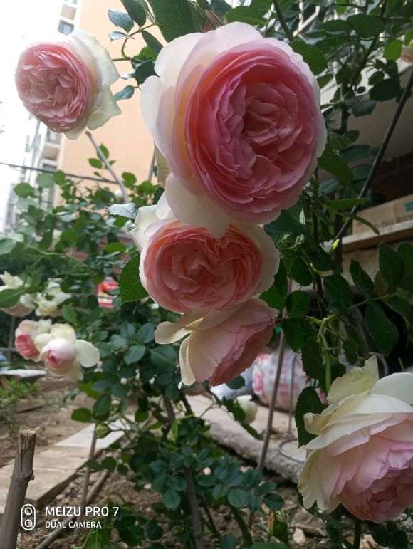 为什么月季盆栽挺耐寒 冬天没问题