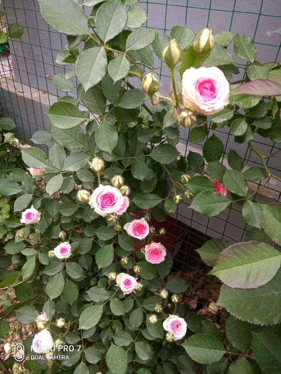 为什么月季盆栽挺耐寒 冬天没问题