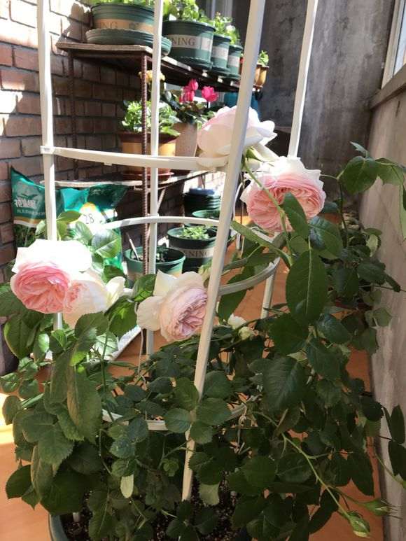 室内月季盆栽粉龙开花了 怎么样 图片