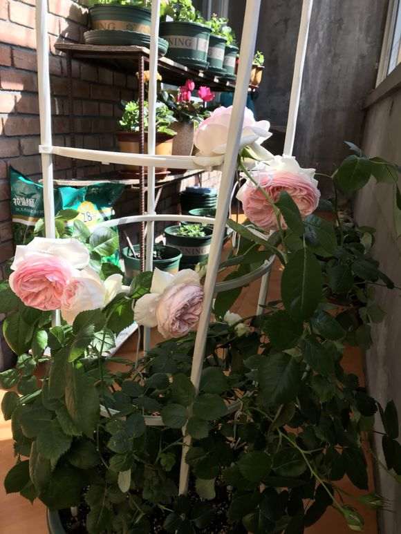 室内月季盆栽粉龙开花了 怎么样 图片