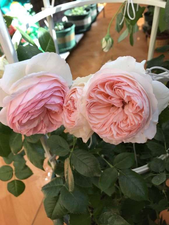 室内月季盆栽粉龙开花了 怎么样 图片