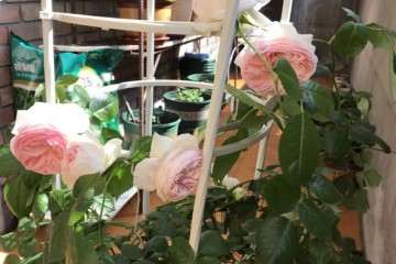 室内月季盆栽粉龙开花了 怎么样 图片