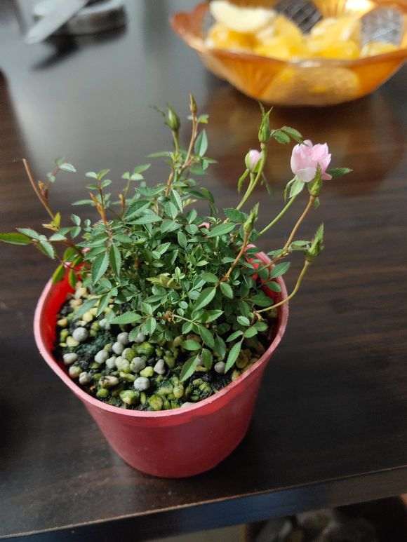 迷你月季盆栽 实在是太小了 怎么办