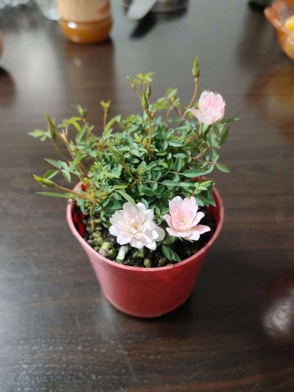 迷你月季盆栽 实在是太小了 怎么办