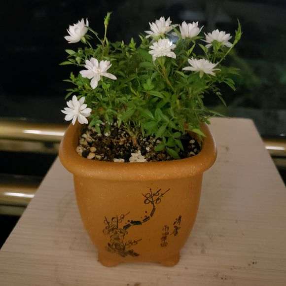 迷你月季盆栽 实在是太小了 怎么办