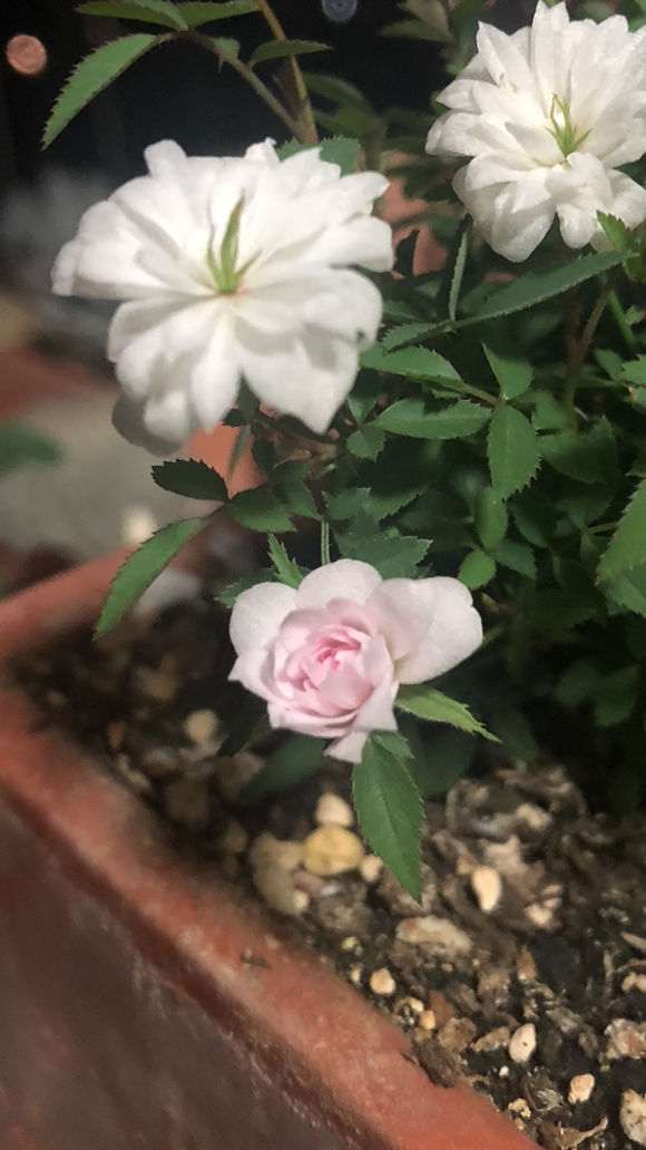 迷你月季盆栽 实在是太小了 怎么办