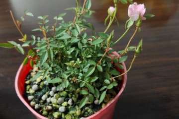 迷你月季盆栽 实在是太小了 怎么办