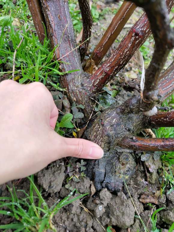 四年的月季盆栽粉龙该如何修剪 图片