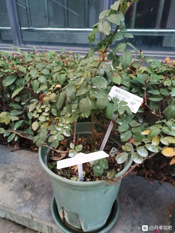 四年的月季盆栽粉龙该如何修剪 图片