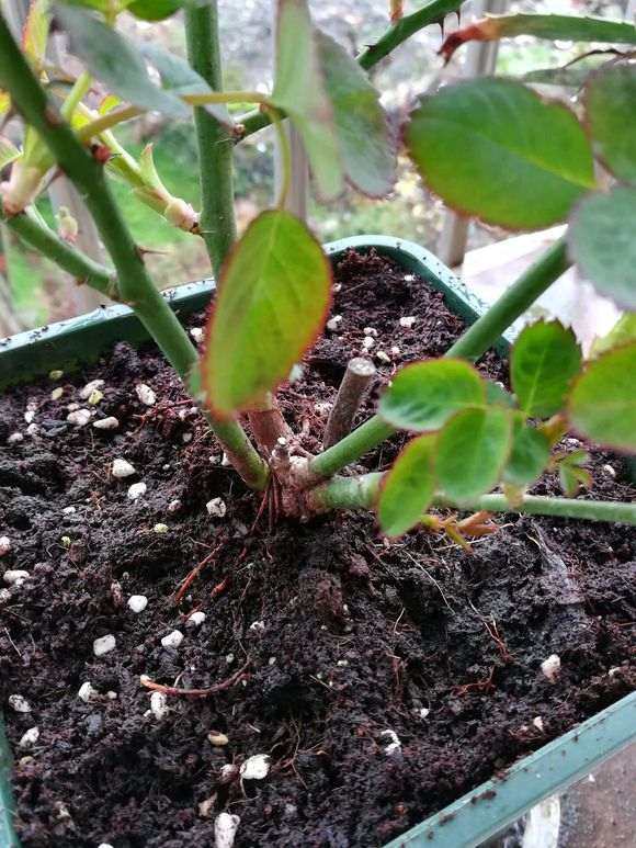 新买的带盆月季盆栽 需要换盆吗 图片