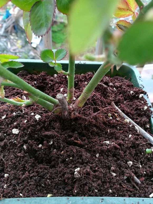 新买的带盆月季盆栽 需要换盆吗 图片