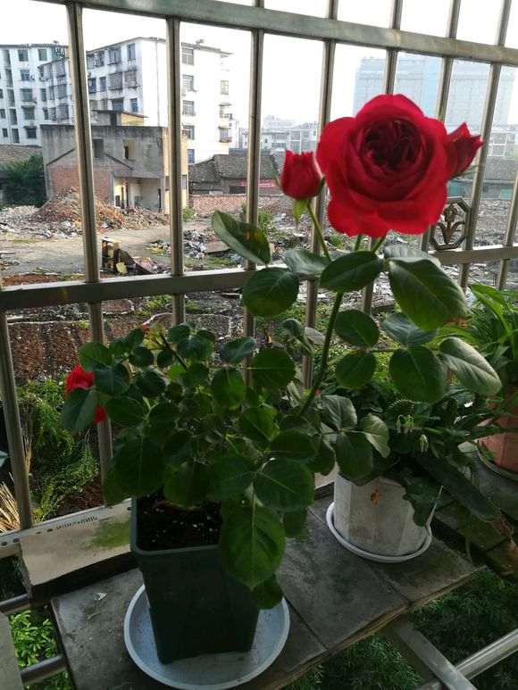 新买的带盆月季盆栽 需要换盆吗 图片